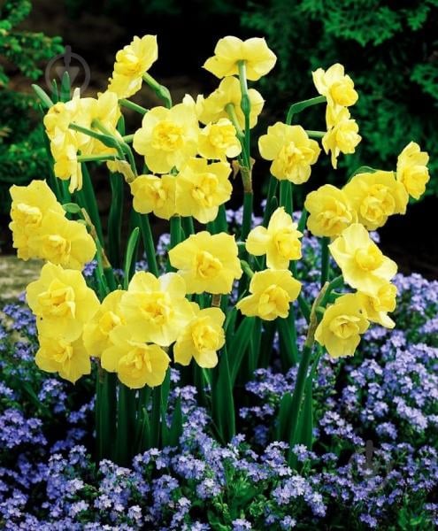 Луковица Яскрава Yellow Cherfulness 2 шт. - фото 3