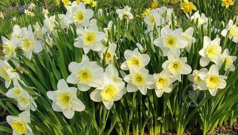 Луковица Яскрава Ice Follies 2 шт. - фото 3