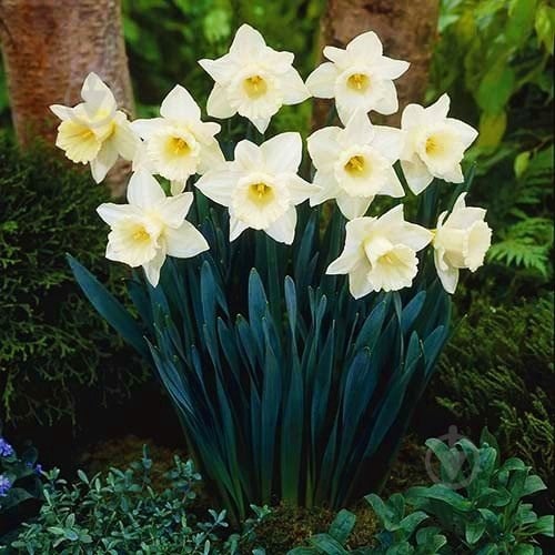 Луковица Яскрава Mount Hood 2 шт. - фото 2