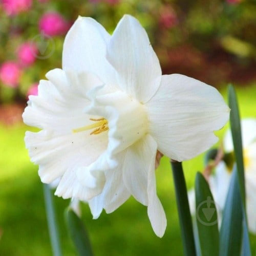Луковица Яскрава Mount Hood 2 шт. - фото 1