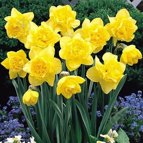 Луковица Яскрава Dick Wilden 2 шт. - фото 2