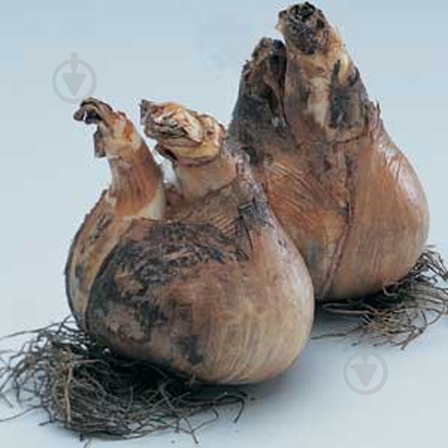 Луковица Яскрава Dick Wilden 2 шт. - фото 3