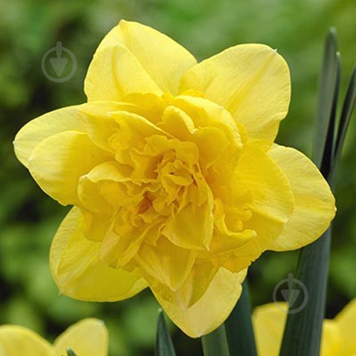 Луковица Яскрава Dick Wilden 2 шт. - фото 1