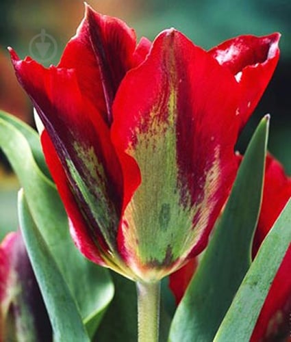 Луковица Яскрава виридифлора Hollywood 3 шт. - фото 1