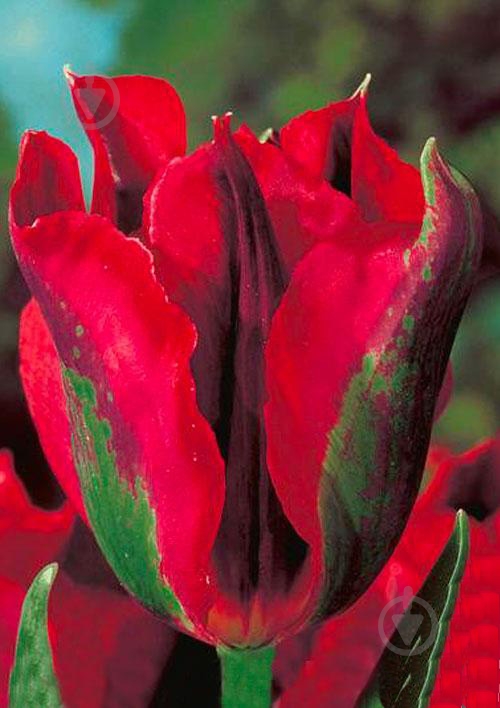 Луковица Яскрава виридифлора Hollywood 3 шт. - фото 2