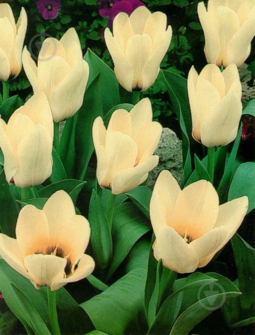 Луковица Яскрава Кауфмана Concerto 3 шт. - фото 2