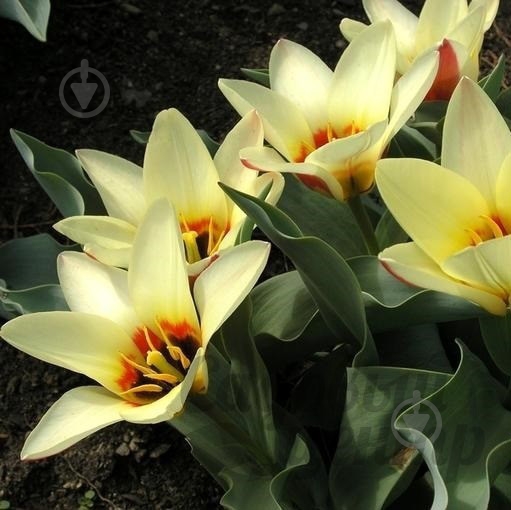 Луковица Яскрава Кауфмана Concerto 3 шт. - фото 1