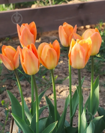 Луковица Яскрава гибрид Фостера Orange Breeze 3 шт. - фото 2