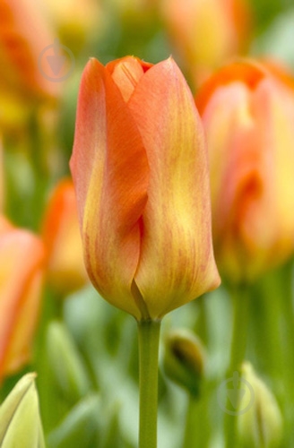 Луковица Яскрава гибрид Фостера Orange Breeze 3 шт. - фото 1