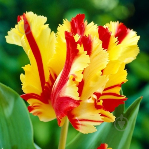 Цибулина Яскрава папуговий Flaming Parrot 3 шт. - фото 2 Цибулина Яскрава папуговий Flaming Parrot 3 шт. - фото 2