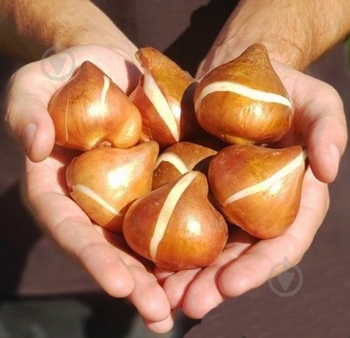 Цибулина Яскрава папуговий Flaming Parrot 3 шт. - фото 4 Цибулина Яскрава папуговий Flaming Parrot 3 шт. - фото 4