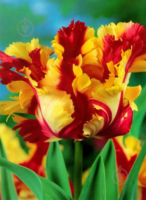 Цибулина Яскрава папуговий Flaming Parrot 3 шт. - фото 1 Цибулина Яскрава папуговий Flaming Parrot 3 шт. - фото 1