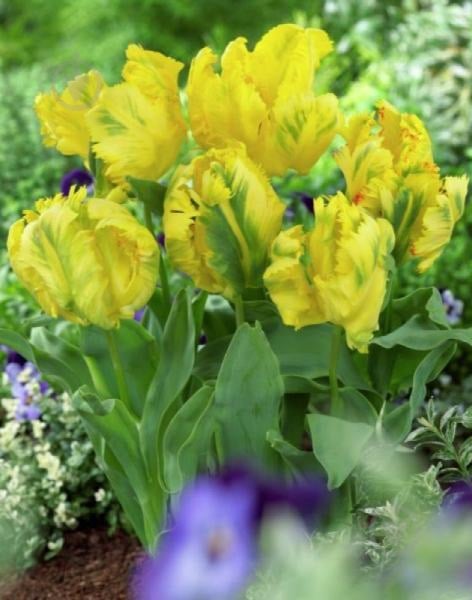 Луковица Яскрава Texas Gold 3 шт. - фото 3