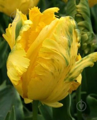 Луковица Яскрава Texas Gold 3 шт. - фото 2