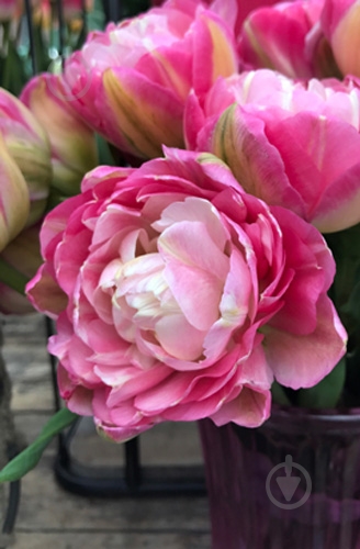 Луковица Яскрава Double Sugar 2 шт. - фото 2