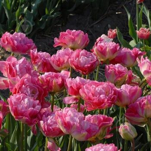 Луковица Яскрава Double Sugar 2 шт. - фото 4