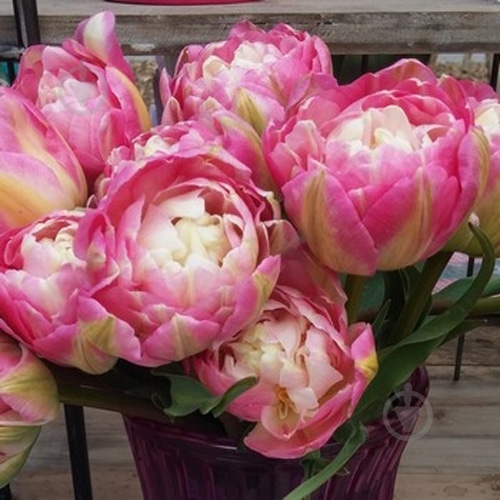 Луковица Яскрава Double Sugar 2 шт. - фото 3