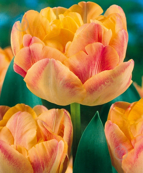 Луковица Яскрава Charming Lady 3 шт. - фото 1