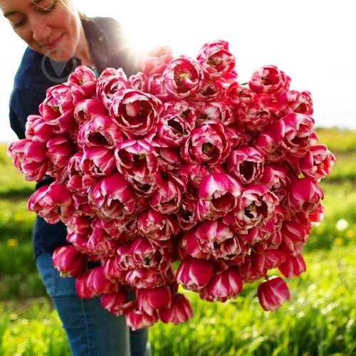 Луковица Яскрава 2 шт. - фото 3 Луковица Яскрава 2 шт. - фото 3