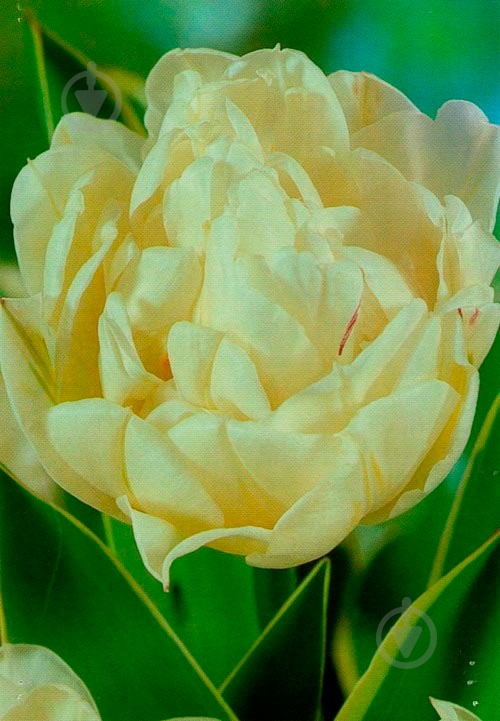 Луковица Яскрава Double Montreux 3 шт. - фото 1 Луковица Яскрава Double Montreux 3 шт. - фото 1