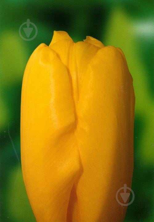 Луковица Яскрава 3 шт. - фото 1 Луковица Яскрава 3 шт. - фото 1