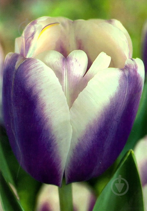 Луковица Яскрава 3 шт. - фото 1