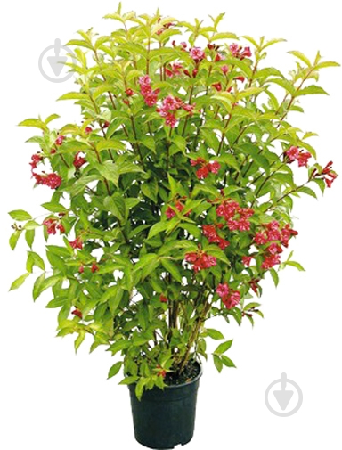 Растение Вейгела 26x200 Bristol Ruby - фото 1