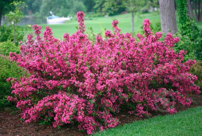 Растение Вейгела 26x200 Bristol Ruby - фото 3