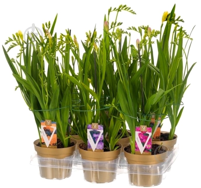 Растение Фрезия 13х45 микс цветущая - фото 1