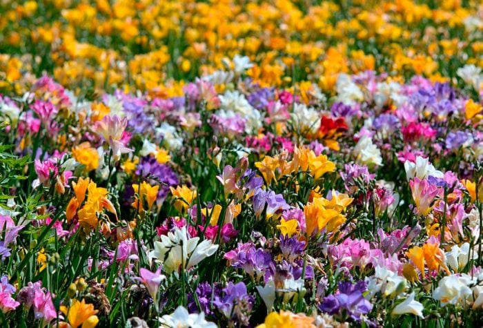 Растение Фрезия 13х45 микс цветущая - фото 3