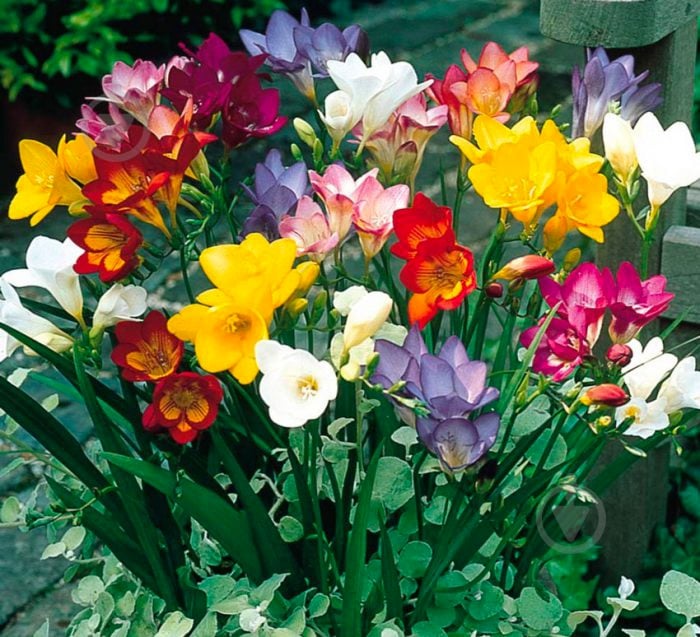 Растение Фрезия 13х45 микс цветущая - фото 2