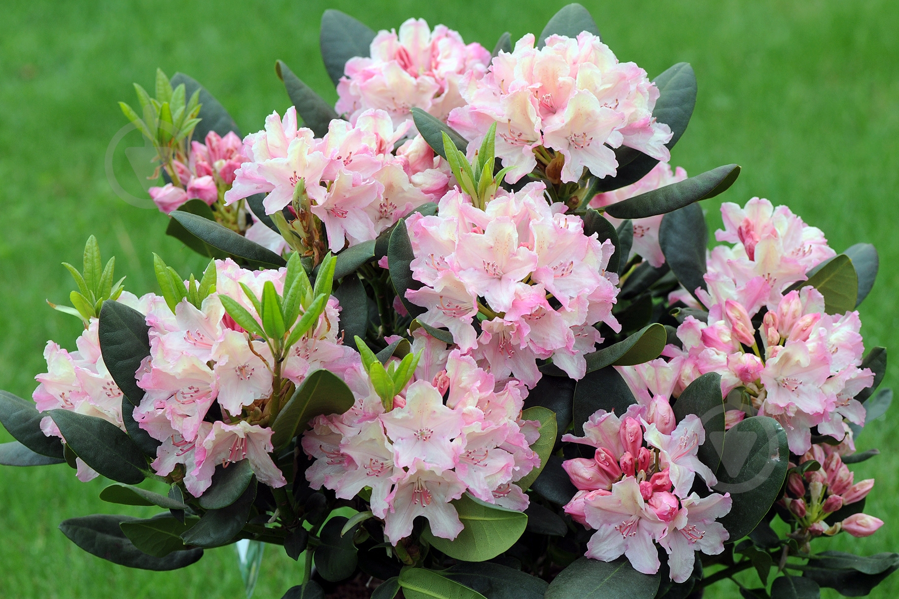 Рослина Рододендрон d23/h50-60 - фото 1