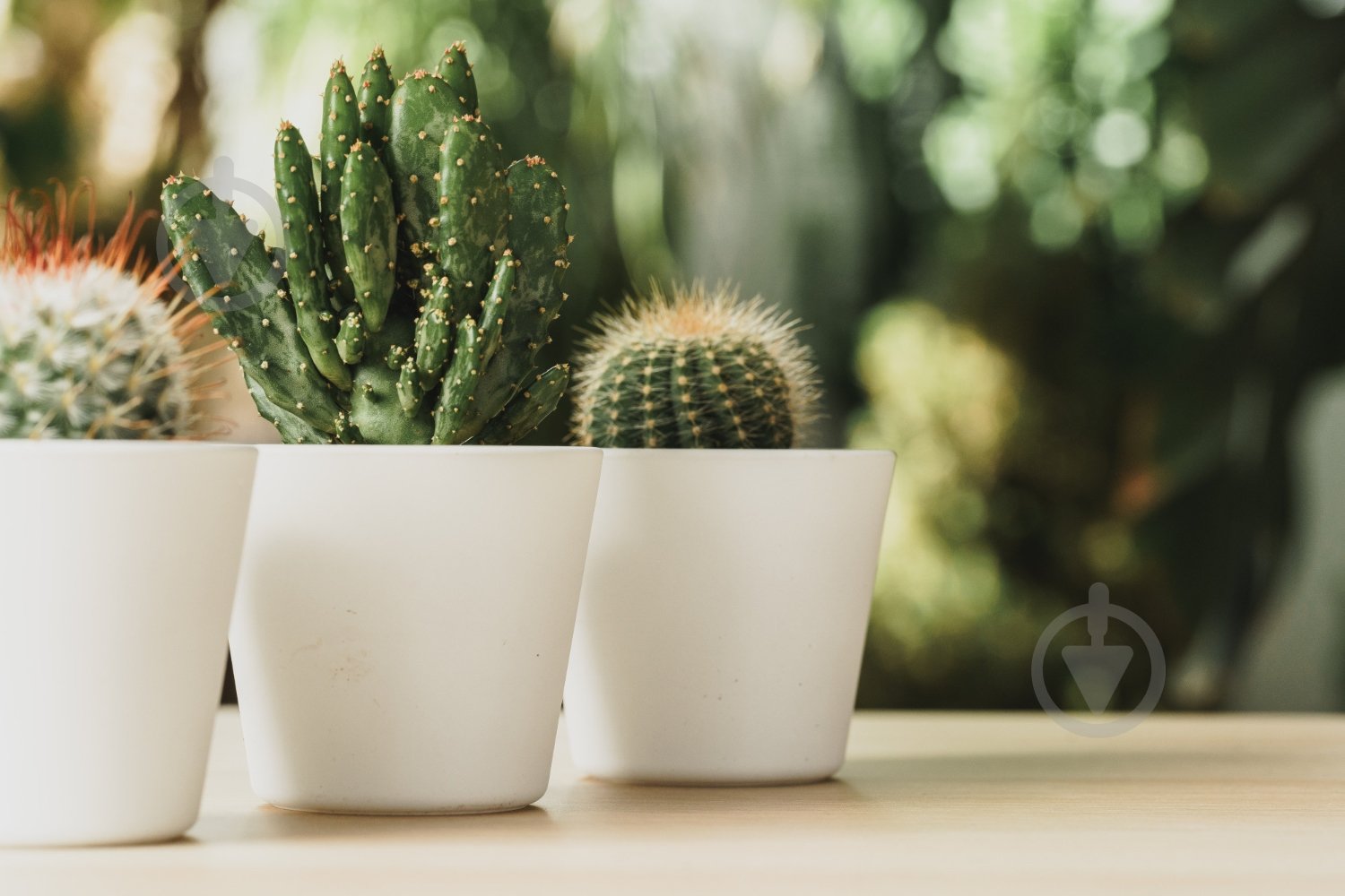 Торфосуміш Compo Sana для кактусів 5 л 1221 - фото 10