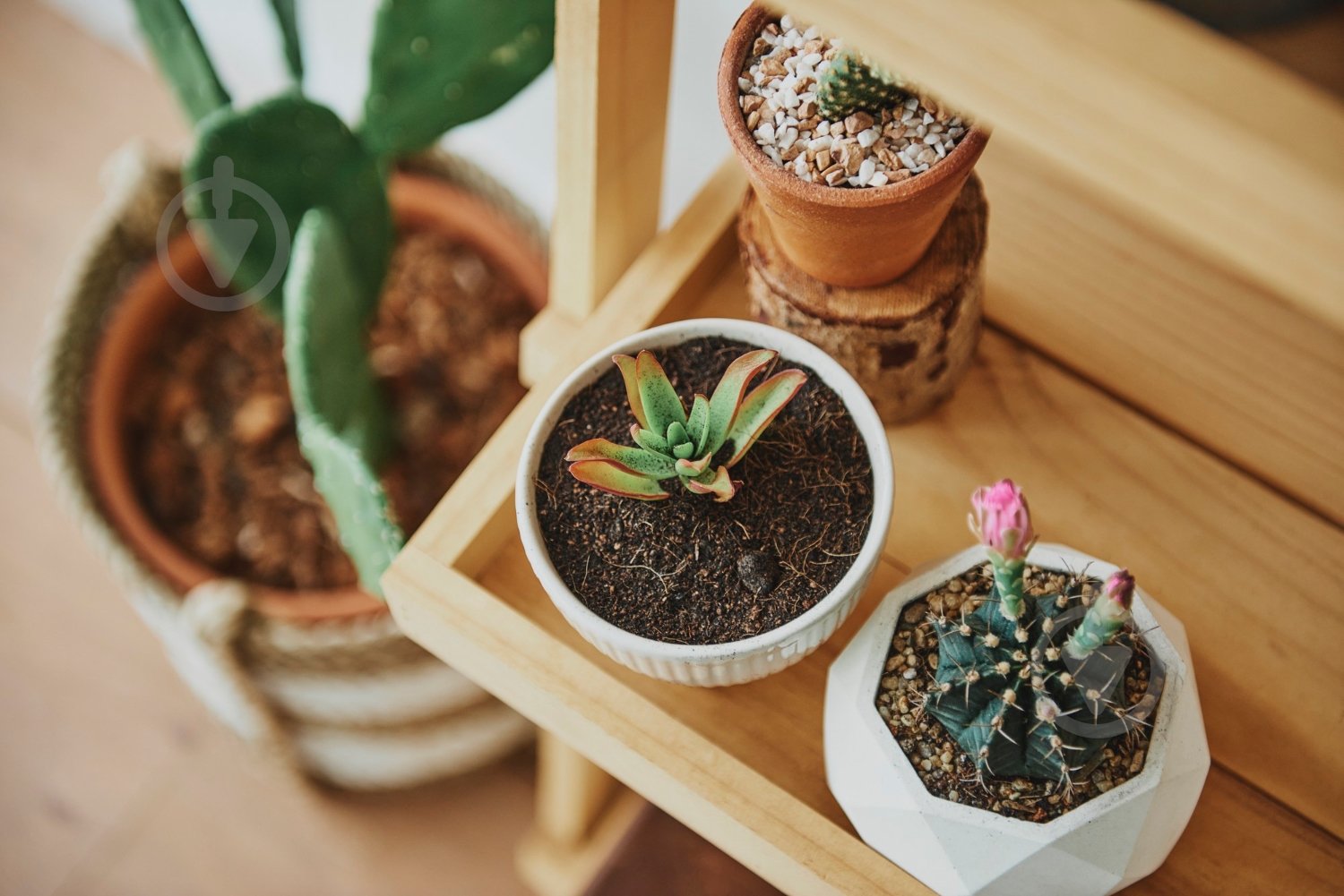 Торфосуміш Compo Sana для кактусів 5 л 1221 - фото 11