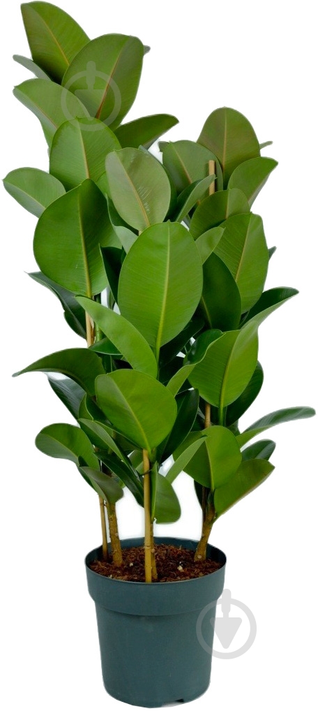 Растение Фикус эластика Робуста d17/h70 - фото 1