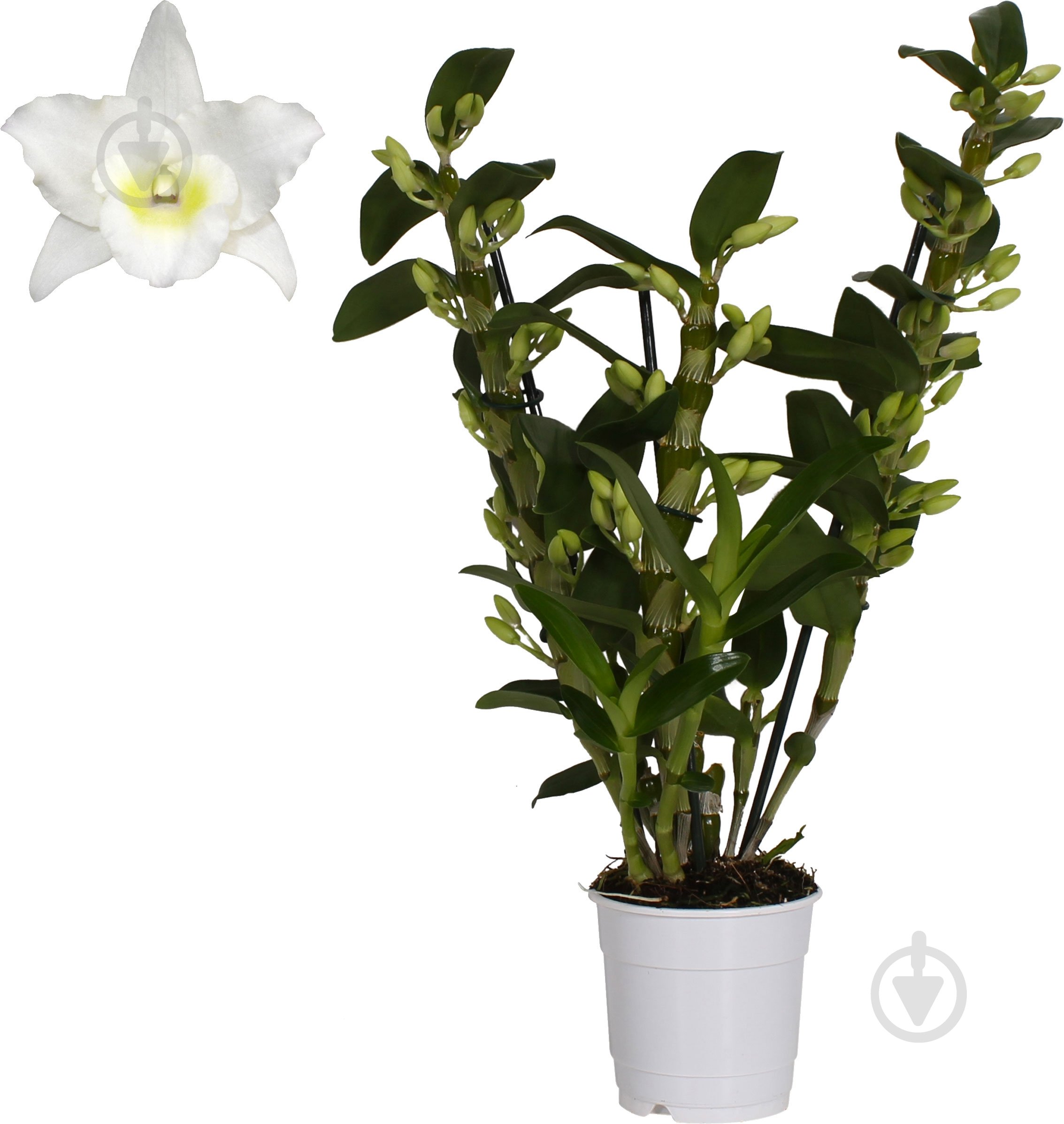 Рослина Дендробіум Аполлон Д12 В45-60 - фото 1 Рослина Дендробіум Аполлон Д12 В45-60 - фото 1