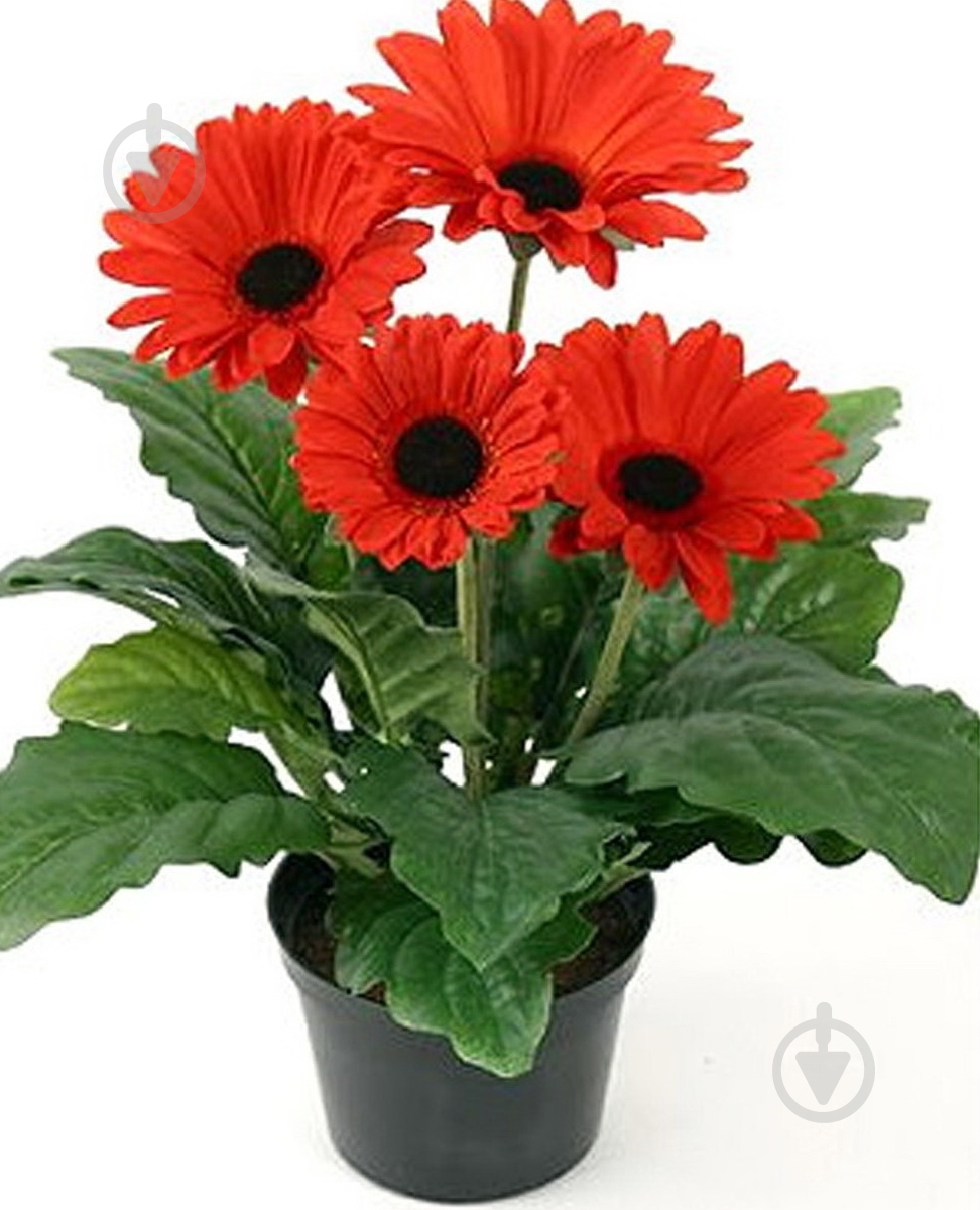 Рослина Гербера мікс 9/20 - фото 1