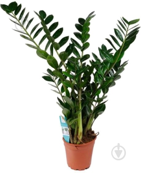 Растение Замиокулькас Д14 В65 - фото 1