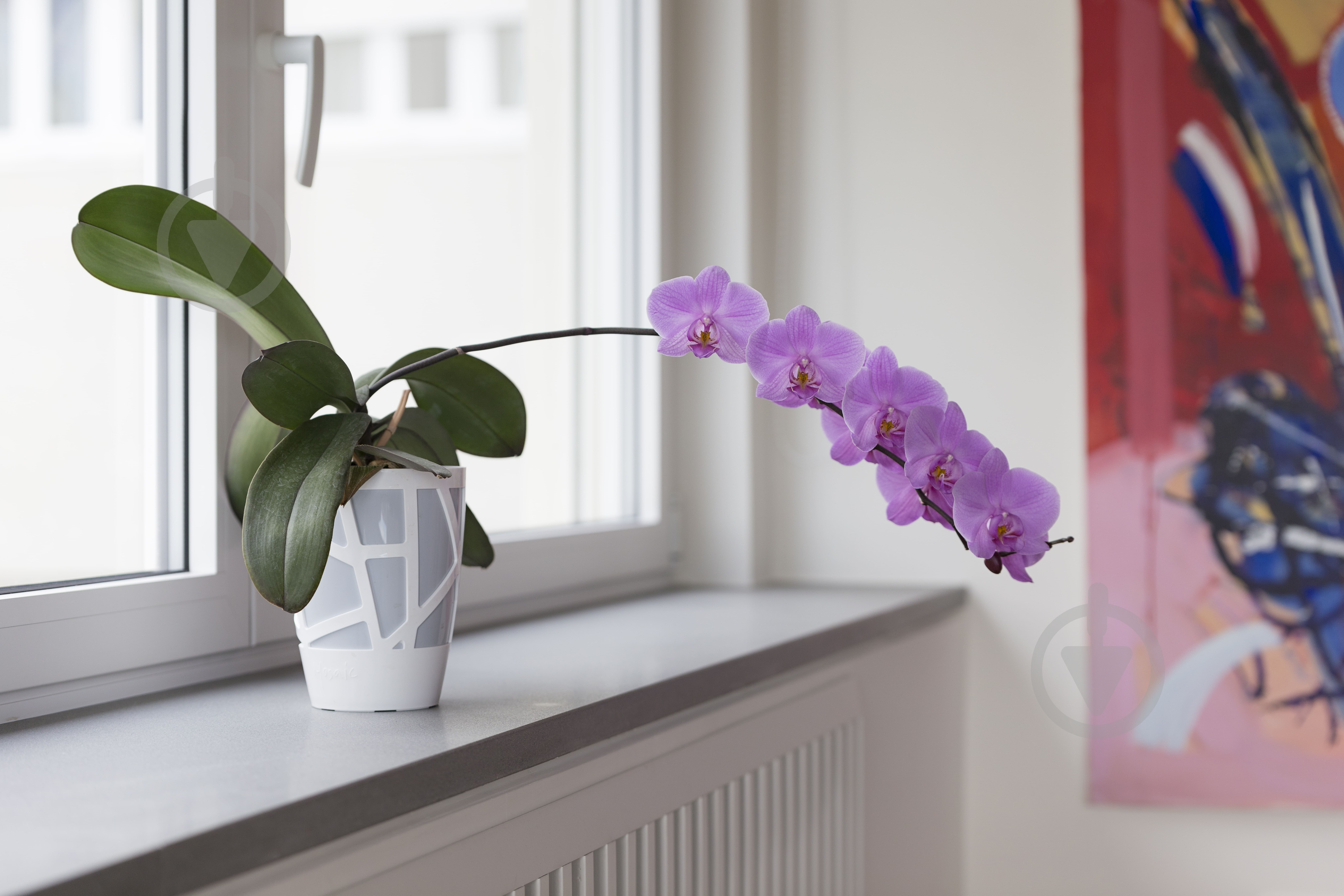 Вазон пластиковый Idel Curve High 13 см круглый 1,9 л коричневый/белый (730621) - фото 7 Вазон пластиковый Idel Curve High 13 см круглый 1,9 л коричневый/белый (730621) - фото 7