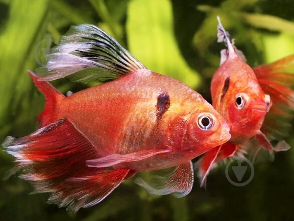 Рыбка Серпас 2,5-3 см - фото 4