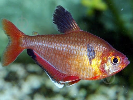 Рыбка Серпас 2,5-3 см - фото 8