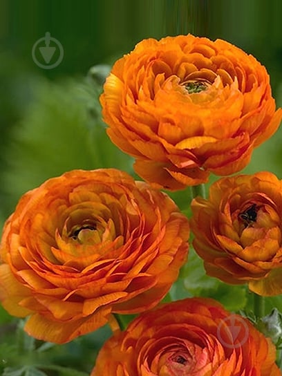 Корнеклубень TUBERBULB Export B.V. лютика оранжевого 5 шт. - фото 1 Корнеклубень TUBERBULB Export B.V. лютика оранжевого 5 шт. - фото 1