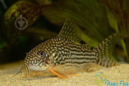 Рибка Корідорас золотий 2-2,5 см - фото 4