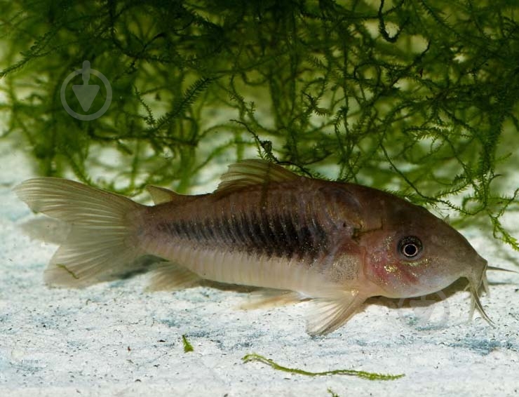 Рибка Корідорас золотий 2-2,5 см - фото 7