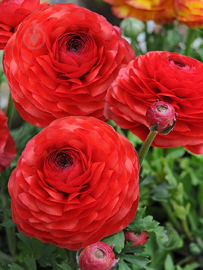 Корнеклубень TUBERBULB Export B.V. лютика красного 5 шт. - фото 1