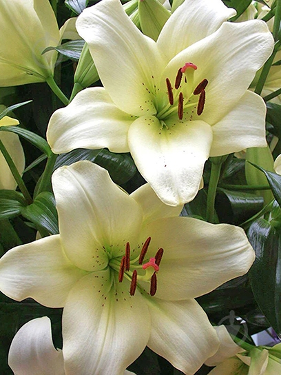 Луковица VWS EXPORT – IMPORT OF FLOWERBULBS B.V. лилии ЛА Эрколано 12/14 1 шт. - фото 1