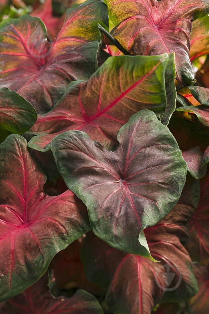 Растение Каладиум Bubble 14х20 см - фото 2 Растение Каладиум Bubble 14х20 см - фото 2