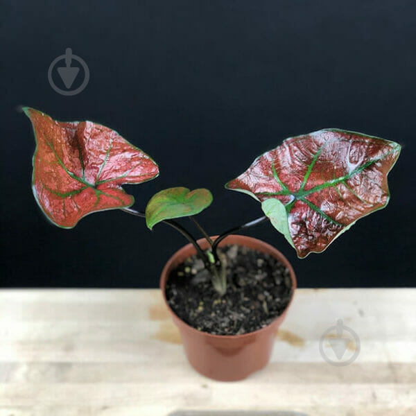 Растение Каладиум Bubble 14х20 см - фото 1 Растение Каладиум Bubble 14х20 см - фото 1