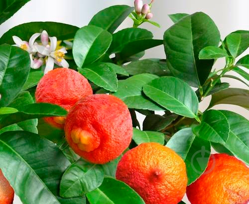 Растение Красный лайм 18х65 см - фото 2