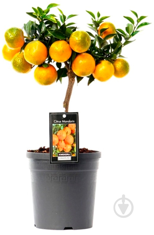 Растение Цитрус мандарин 22х85 см - фото 1